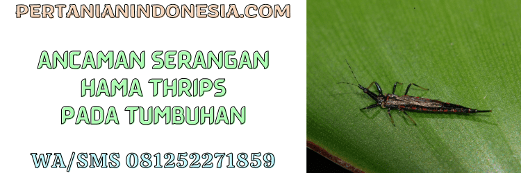 ancaman,serangga,tanaman,petani,budidaya,budidaya tanaman,pertanian indonesia
